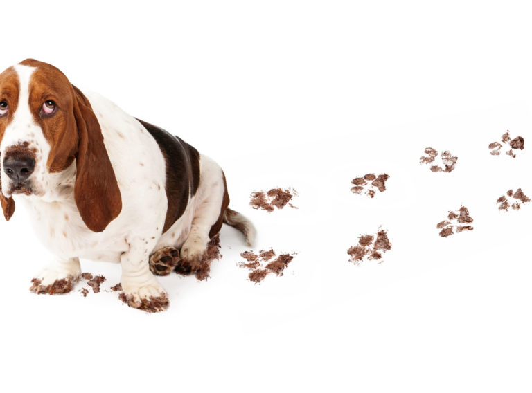 Dog with guilty expression and muddy paws tracks dirt on white floor